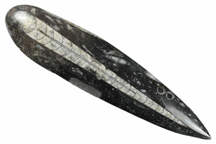 Polished Fossil Orthoceras (Cephalopod) - Morocco #182079